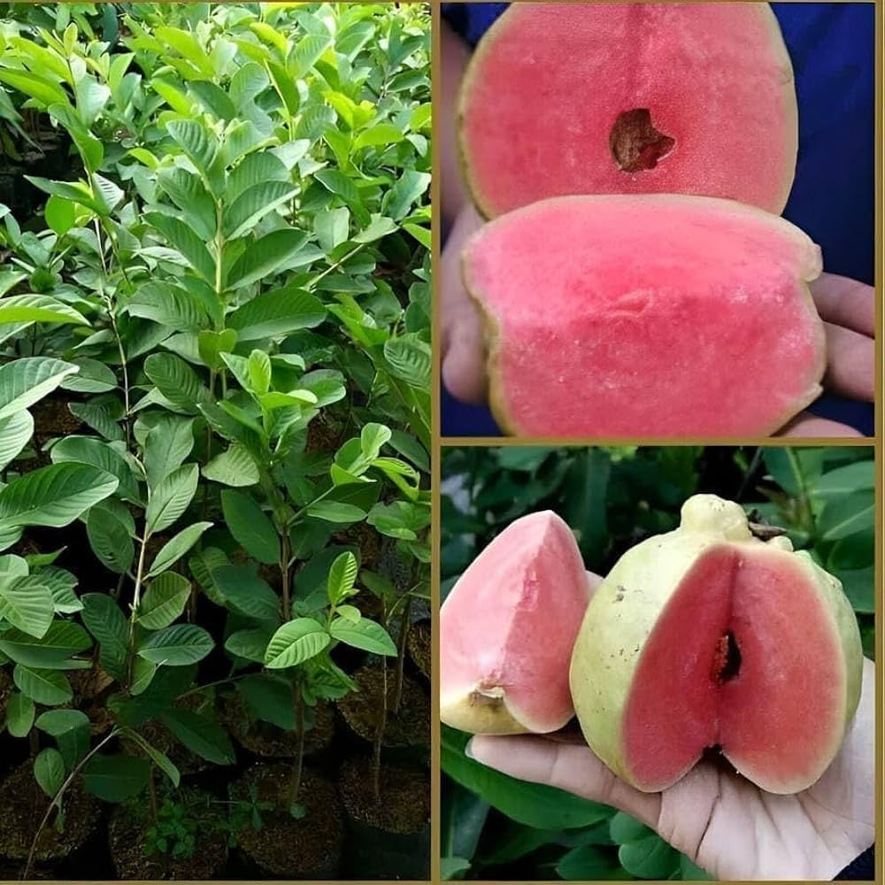 Rwanda Pink Guava Air Layered Healthy Fruit Plant