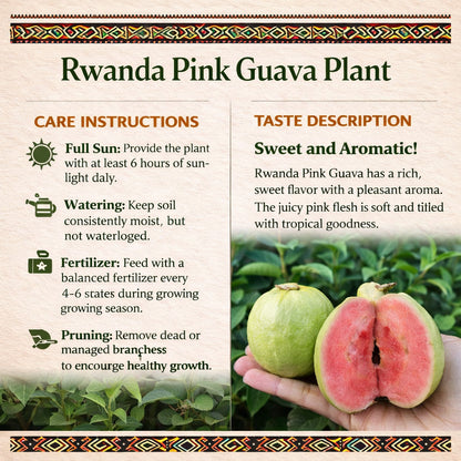 Rwanda Pink Guava Air Layered Healthy Fruit Plant