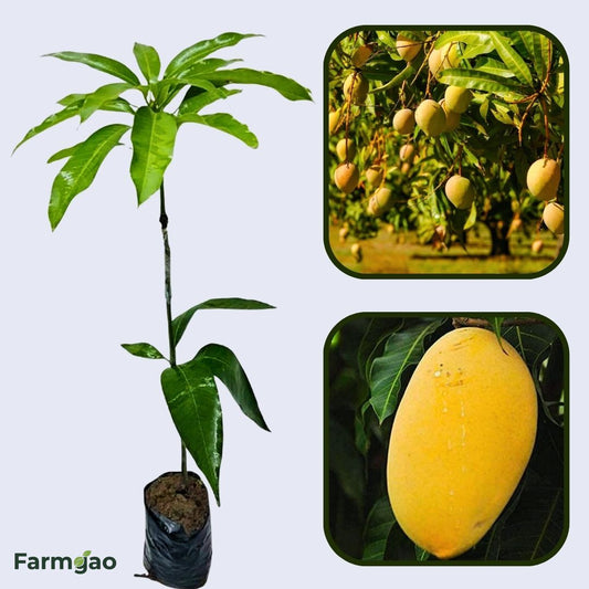 Ryan Mango Aam Grafted Healthy Fruit Plant
