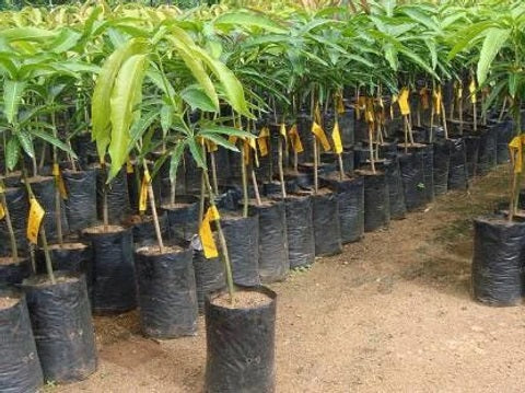 Ryan Mango Aam Grafted Healthy Fruit Plant