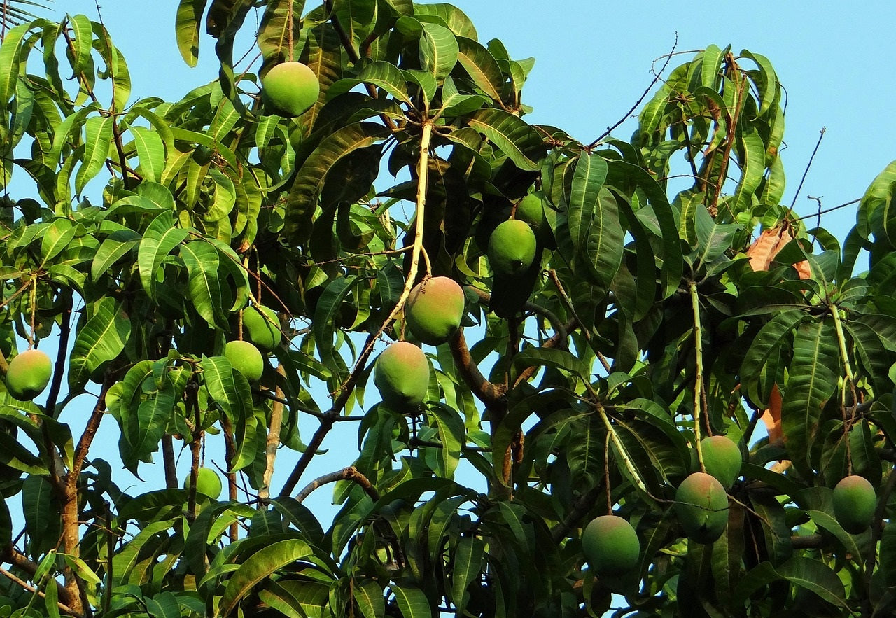 Ryan Mango Aam Grafted Healthy Fruit Plant