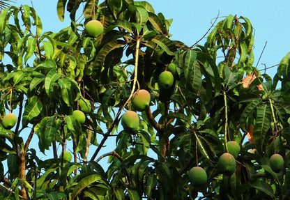 Ryan Mango Aam Grafted Healthy Fruit Plant