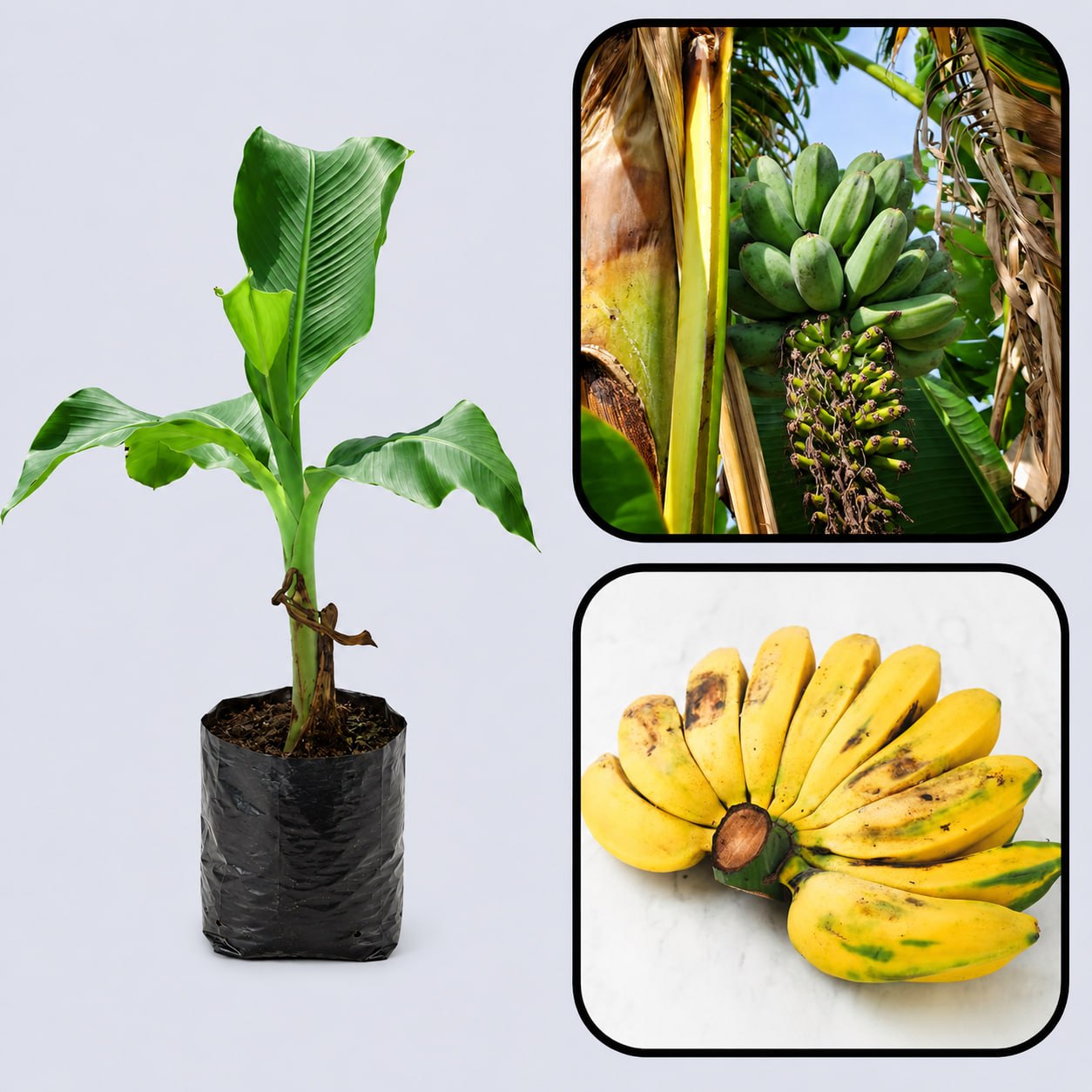 Saba Banana Healthy Sweet Tissue Cultured Fruit Plant