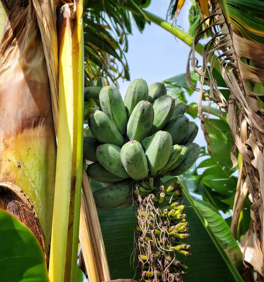 Saba Banana Healthy Sweet Tissue Cultured Fruit Plant