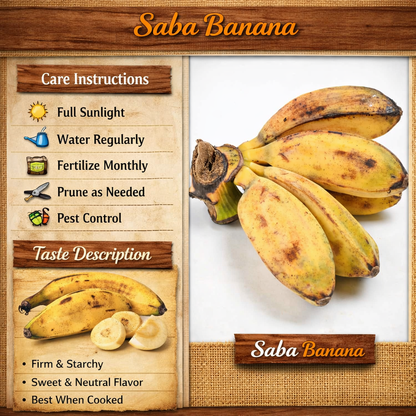 Saba Banana Healthy Sweet Tissue Cultured Fruit Plant