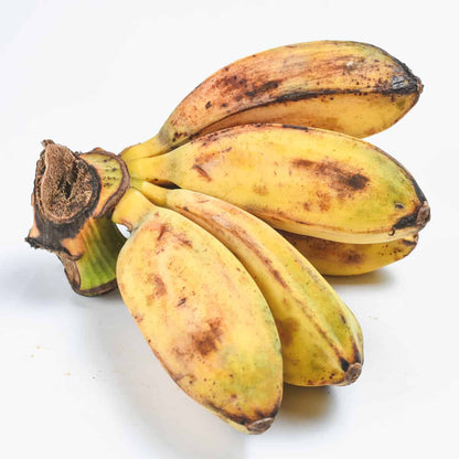 Saba Banana Healthy Sweet Tissue Cultured Fruit Plant