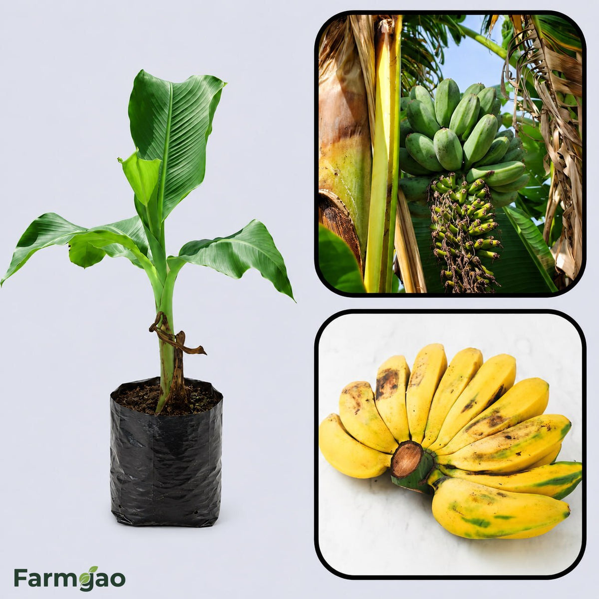 Saba Banana Healthy Sweet Tissue Cultured Fruit Plant