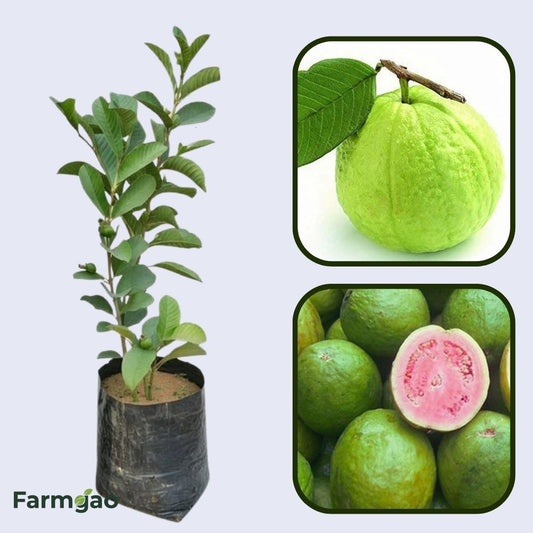 Sabah Pink Guava Air Layered Healthy Fruit Plant