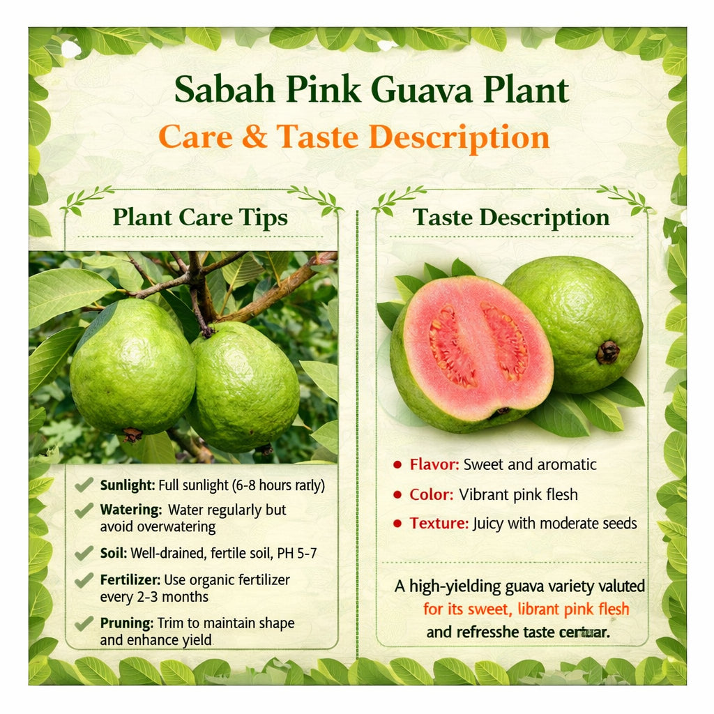 Sabah Pink Guava Air Layered Healthy Fruit Plant