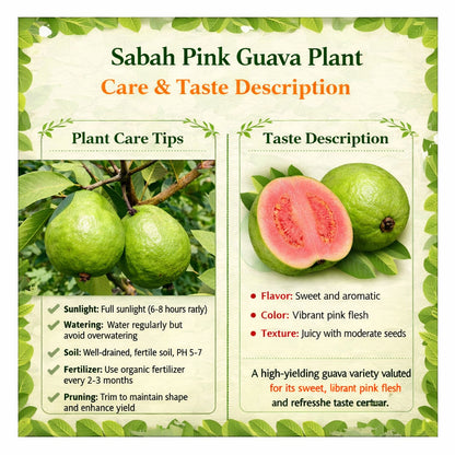Sabah Pink Guava Air Layered Healthy Fruit Plant