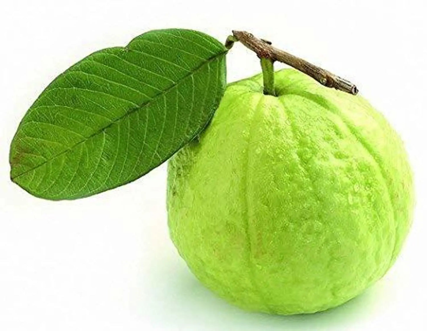 Sabah Pink Guava Air Layered Healthy Fruit Plant