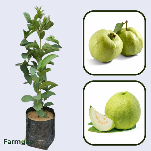 Sabarmati White Guava Air Layered Healthy Fruit Plant