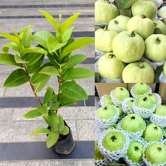 Sabarmati White Guava Air Layered Healthy Fruit Plant