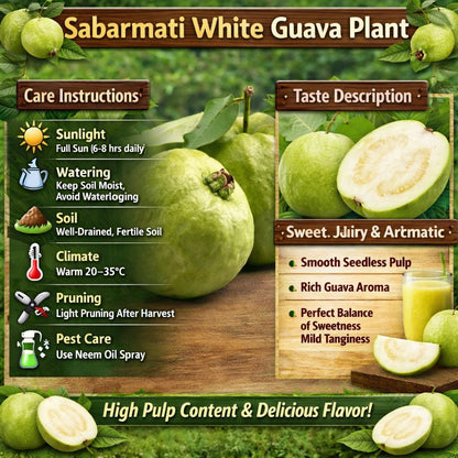 Sabarmati White Guava Air Layered Healthy Fruit Plant