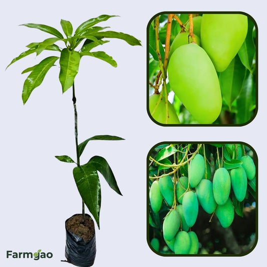 Sabre Mango Aam Grafted Healthy Fruit Plant
