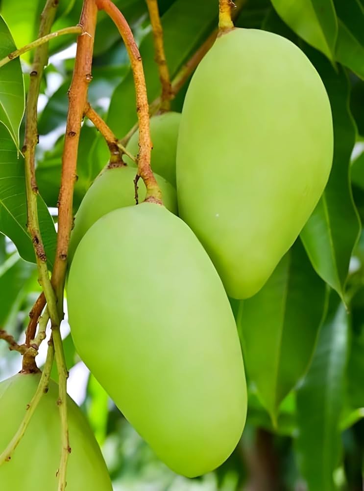 Sabre Mango Aam Grafted Healthy Fruit Plant