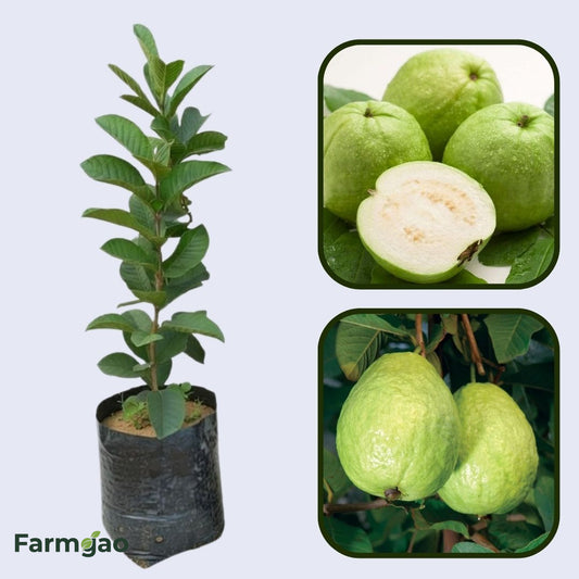 Safed Jam Guava Air Layered Healthy Fruit Plant