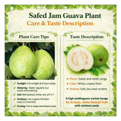 Safed Jam Guava Air Layered Healthy Fruit Plant