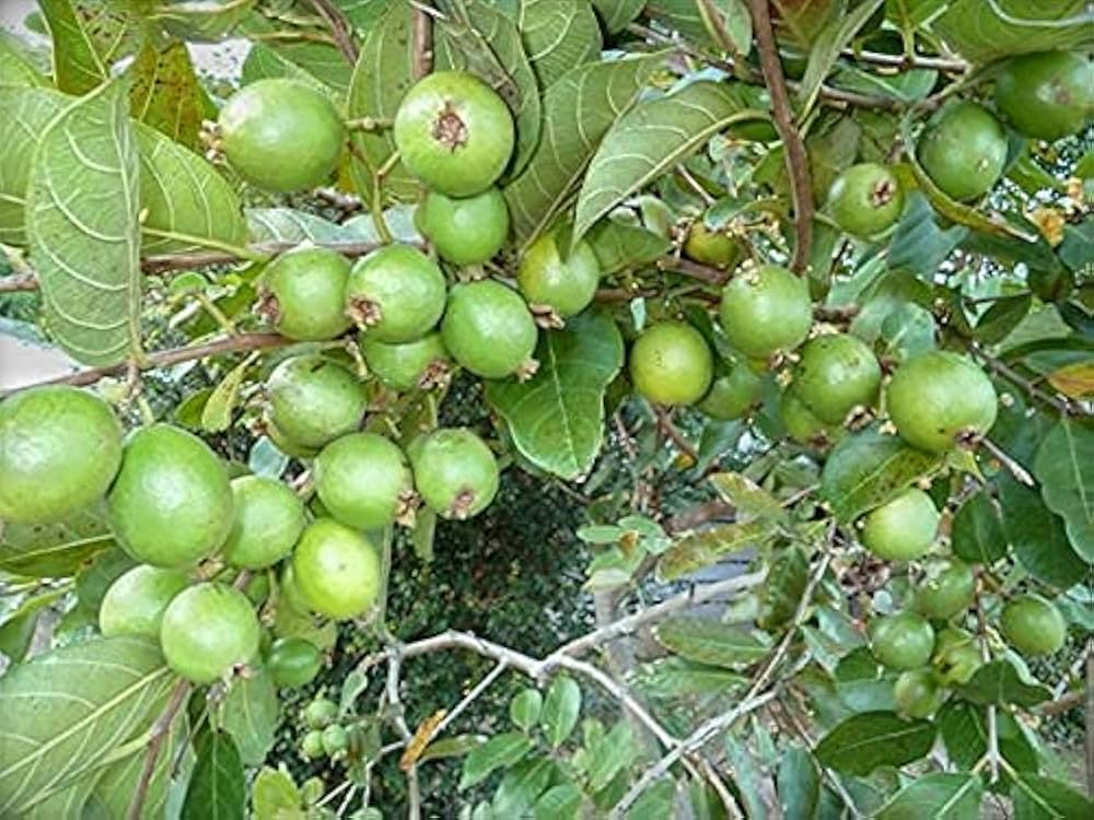Safed Jam Guava Air Layered Healthy Fruit Plant