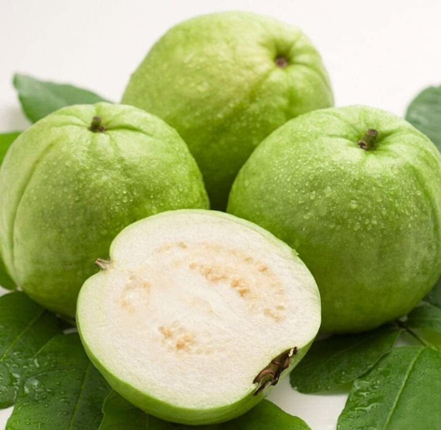 Safed Jam Guava Air Layered Healthy Fruit Plant