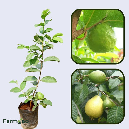 Safedinha Guava Air Layered Healthy Fruit Plant