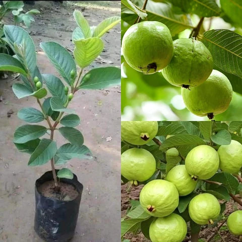 Safedinha Guava Air Layered Healthy Fruit Plant