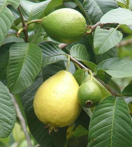 Safedinha Guava Air Layered Healthy Fruit Plant