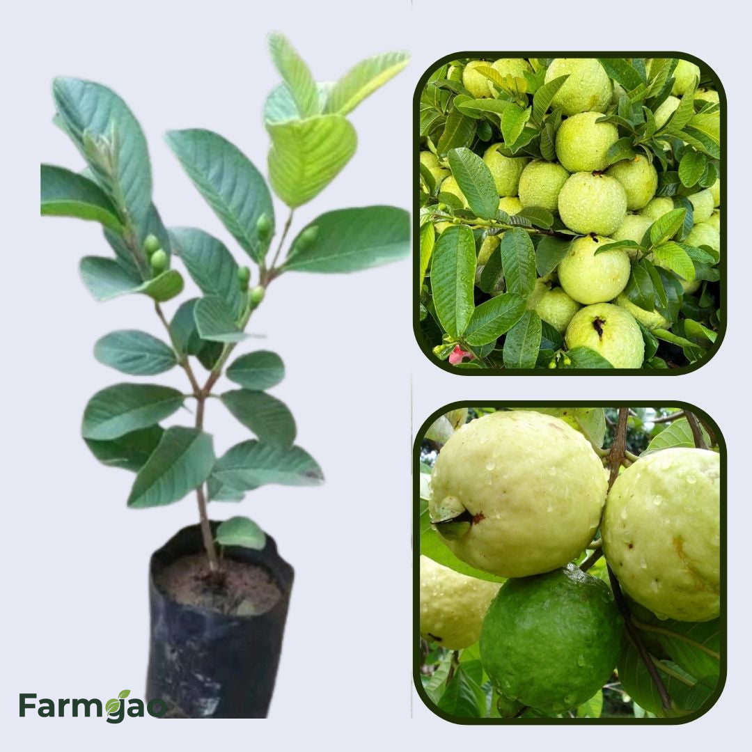 Safira Guava Air Layered Healthy Fruit Plant