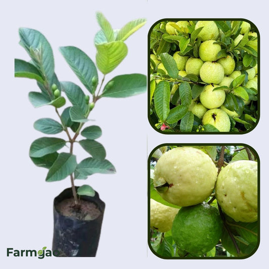 Safira Guava Air Layered Healthy Fruit Plant
