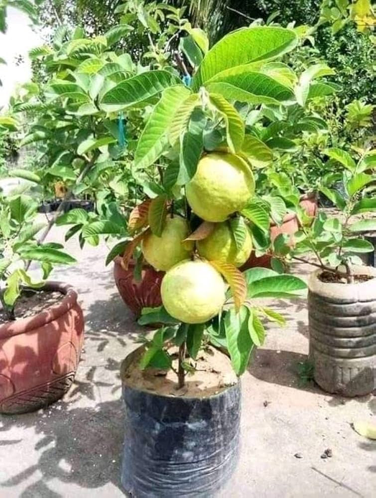 Safira Guava Air Layered Healthy Fruit Plant