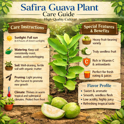 Safira Guava Air Layered Healthy Fruit Plant
