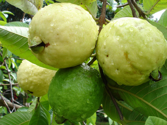 Safira Guava Air Layered Healthy Fruit Plant