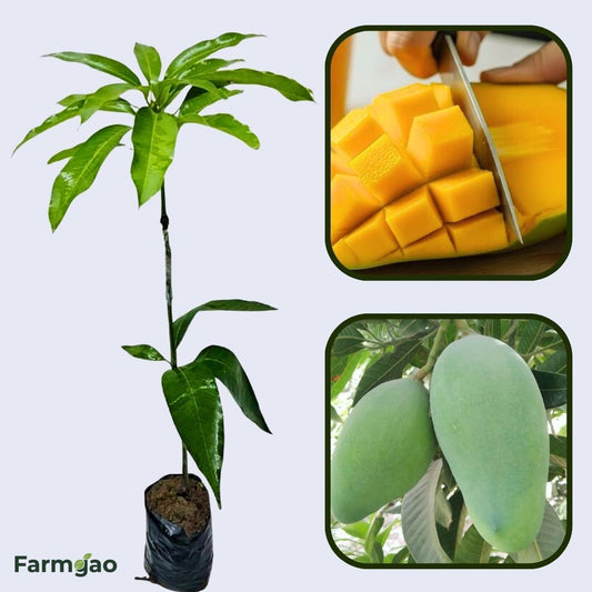 Saharni Mango Aam Grafted Healthy Fruit Plant