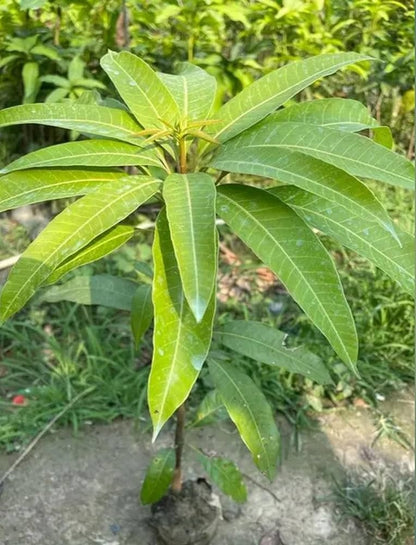 Saharni Mango Aam Grafted Healthy Fruit Plant