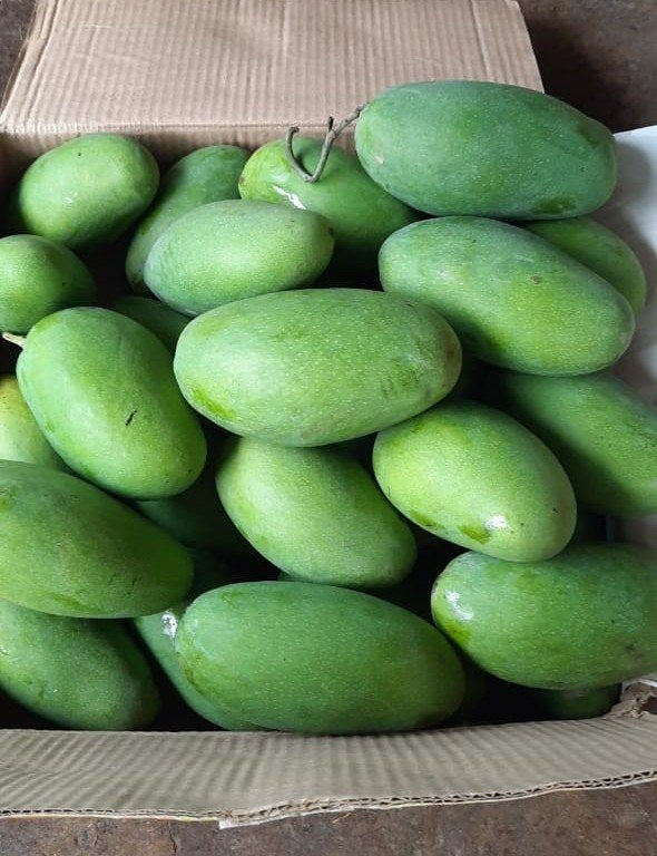 Saharni Mango Aam Grafted Healthy Fruit Plant