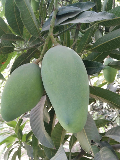 Saharni Mango Aam Grafted Healthy Fruit Plant