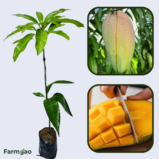 Saigon Mango Aam Grafted Healthy Fruit Plant