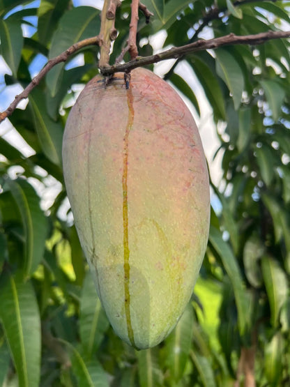 Saigon Mango Aam Grafted Healthy Fruit Plant