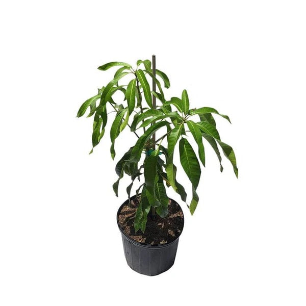 Saigon Mango Aam Grafted Healthy Fruit Plant