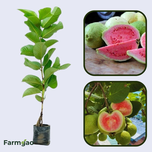 Saigon Pink Guava Air Layered Healthy Fruit Plant