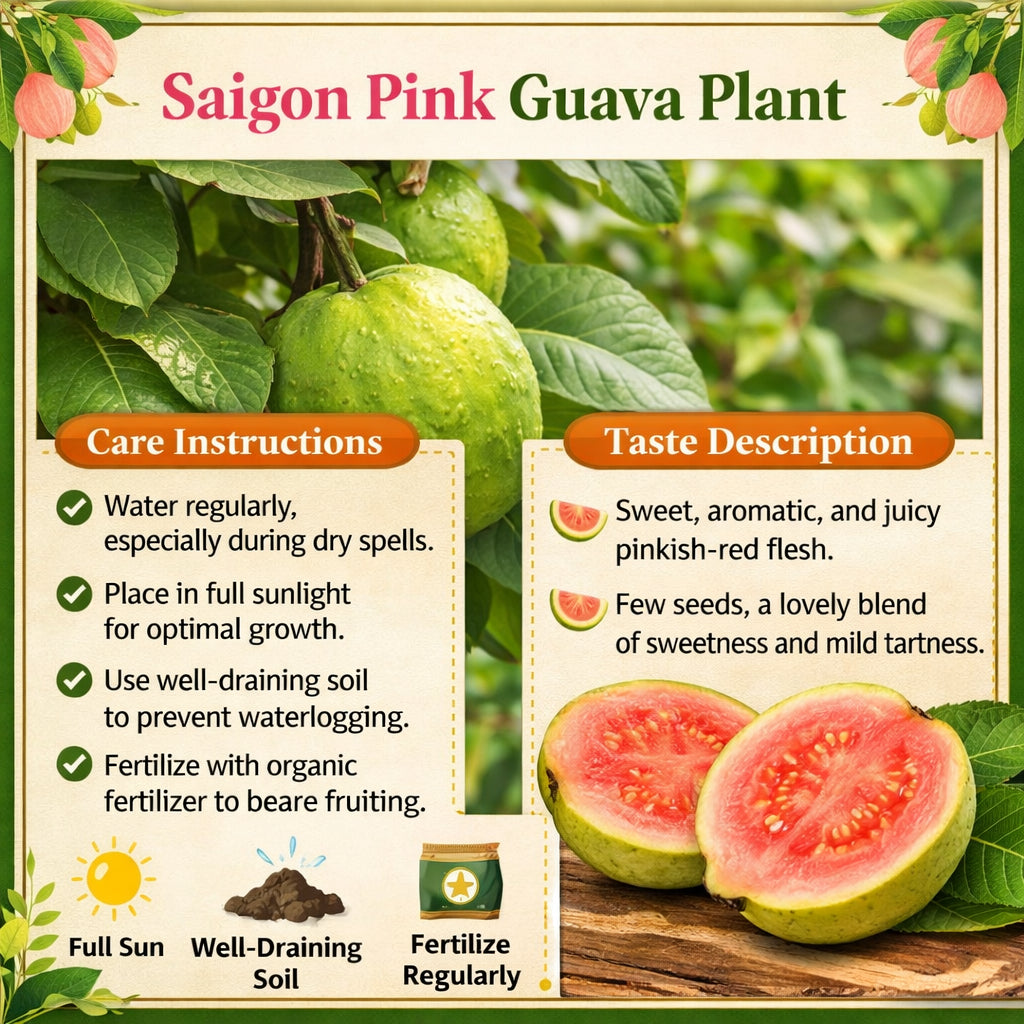 Saigon Pink Guava Air Layered Healthy Fruit Plant