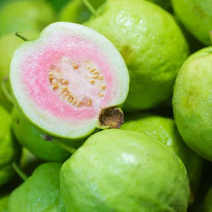 Saigon Pink Guava Air Layered Healthy Fruit Plant