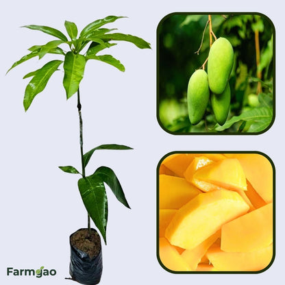 Sammar Bahisht Mango Aam Grafted Healthy Fruit Plant