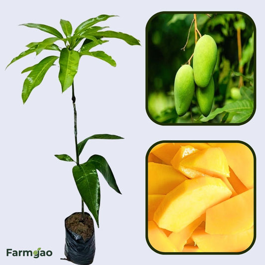 Sammar Bahisht Mango Aam Grafted Healthy Fruit Plant