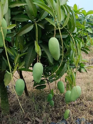 Sammar Bahisht Mango Aam Grafted Healthy Fruit Plant