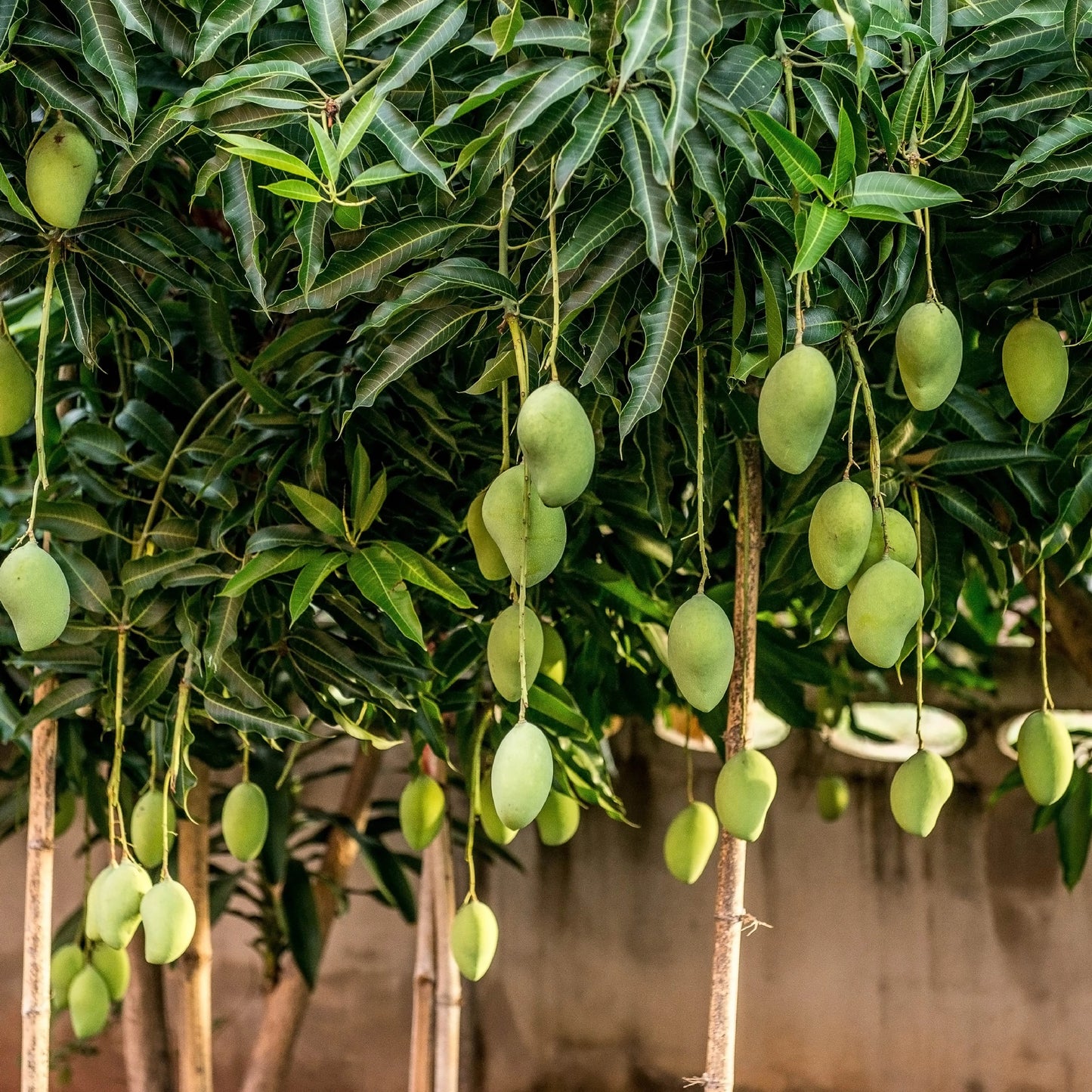 Sammar Bahisht Mango Aam Grafted Healthy Fruit Plant