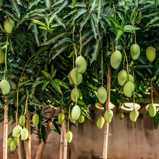 Sammar Bahisht Mango Aam Grafted Healthy Fruit Plant