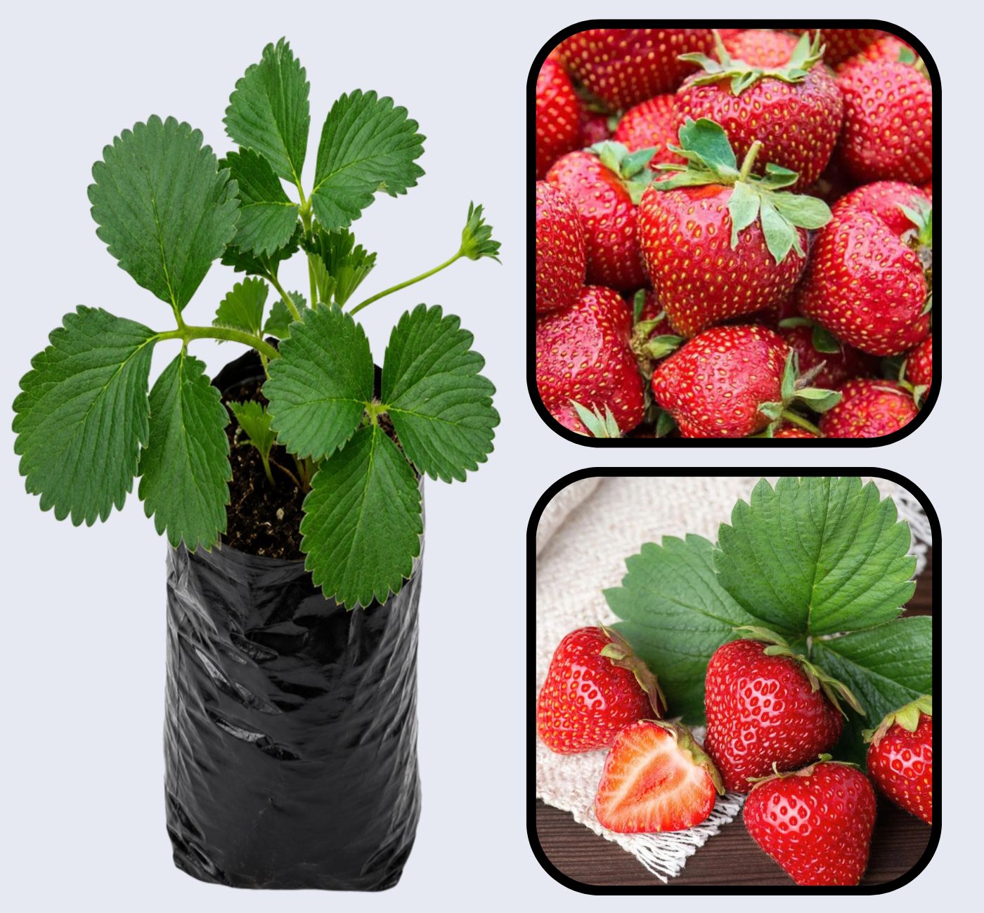 San Andreas Strawberry Healthy Sweet Home Garden Kitchen Garden Terrace Balcony Fruit Plant