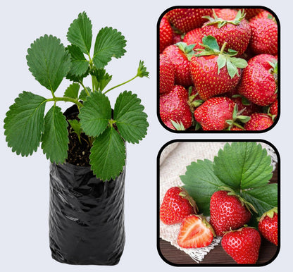 San Andreas Strawberry Healthy Sweet Home Garden Kitchen Garden Terrace Balcony Fruit Plant