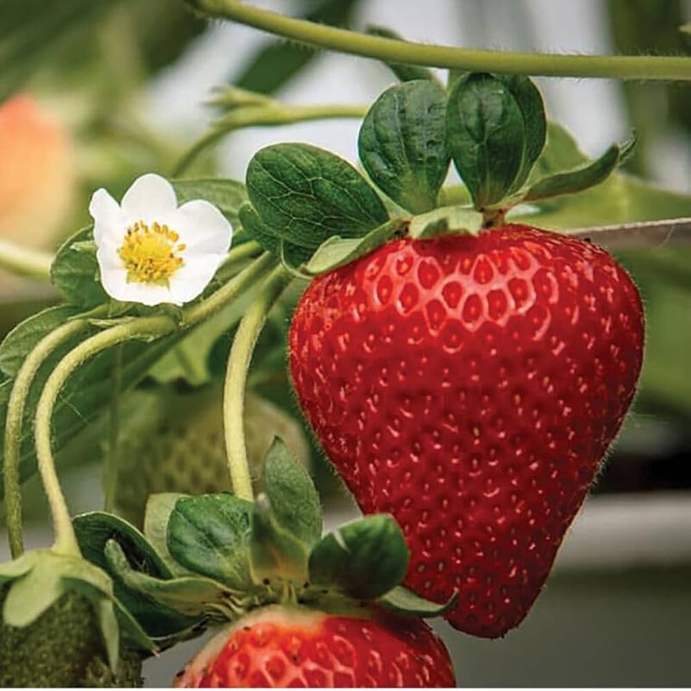 San Andreas Strawberry Healthy Sweet Home Garden Kitchen Garden Terrace Balcony Fruit Plant